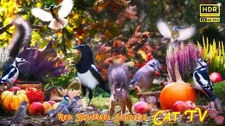 Thumbnail: Cat TV NO ADS😻 Colourful Autumn Red Squirrels Little Birds Bramblings Jays Magpies Pumpkins