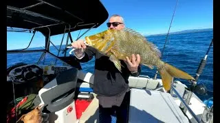 Thumbnail: Tweed Heads - 79cm Spango