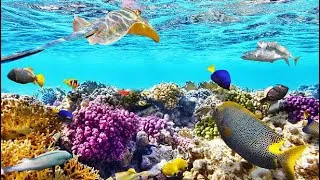 Thumbnail: Best Reef in the World? RAW Ningaloo Reef 4K