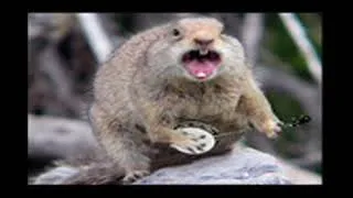 Thumbnail: Squirrel Lord Banjo