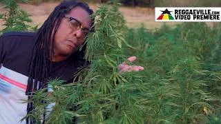 Thumbnail: Paul Elliott - My Little Tree [Official Video 2026]