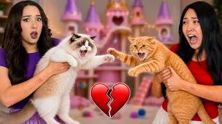 Thumbnail: Our Cats Are Fighting Over Their New Dream House! (BROKEN UP!)