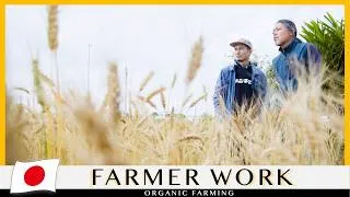 Thumbnail: Wheat That Stirs the Heart and Awakens Memory | Reviving Wheat in Okinawa, Japan | Japanese Breads