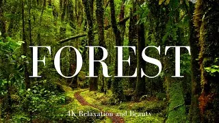 Thumbnail: Forest 4K Film With Relaxing Music