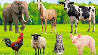 Thumbnail: Real Animal Sounds – Happy Farm Animals: Elephant, Horse, Sheep, Cow, Cat, Chicken, Dog & More!
