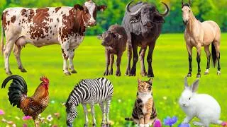 Thumbnail: Real Animal Sounds – Farm, Wild & Pet Animal Sounds: Goat, Cow, Buffalo, Elephant, Rooster, Cat...