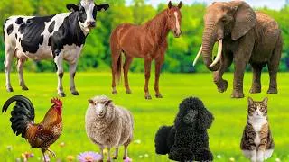 Thumbnail: Real Animal Sounds – Beautiful Farm Animals: Cow, Goat, Horse, Cat, Dog, Chicken, Sheep & More!
