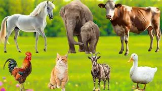Thumbnail: Real Animal Sounds – Cute Farm Animals: Horse, Cat, Cow, Goat, Elephant, Chicken, Sheep & More!