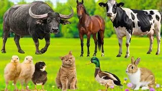 Thumbnail: Real Animal Sounds – Farm Animals and Their Sounds: Cow, Goat, Cat, Duck, Horse, Rooster, Dog...