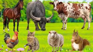 Thumbnail: Real Animal Sounds – Cute Farm Animal Moments: Goat, Cow, Buffalo, Horse, Sheep, Cat, Dog & More!