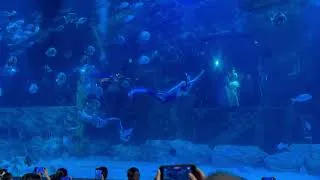 Thumbnail: A Day Exploring Lotte World Aquarium Hanoi 🐠 A Fascinating Underwater World
