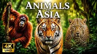 Thumbnail: Discover Asia’s Wildest Animals 4K | Tigers, Leopards & Rare Wildlife | Nature Sounds