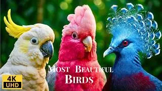 Thumbnail: MOST BEAUTIFUL BIRDS 4K ULTRA HD | Cinematic Wildlife Discovery #ANIMALS #BIRDS
