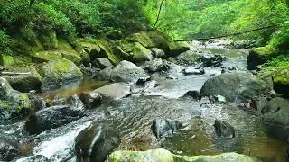 Thumbnail: Calming Forest Ambience River Flowing, Birds Chirping in Hidden Forest for Deep Rest, Medicine ASMR