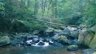 Thumbnail: Forest Stream Hidden Deep in the Jungle 🌿 Peaceful Nature Escape