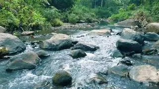 Thumbnail: Pure Jungle River White Noise 💤 Deep Forest Water Sounds All Night