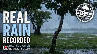 Thumbnail: REAL RAIN Recorded 🌧️ Heavy Rain Sounds by the Lake | No Music, No Loop for Sleep & Relaxation