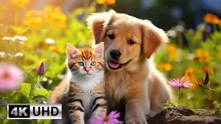 Thumbnail: Piano Relaxation for Healing Hearts,Calming Nerves and Finding Inner Peace with Adorable Cat Videos