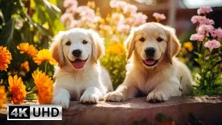 Thumbnail: Harmonious Healing: Cute Dog Videos and Piano Melodies for Soothing the Heart and Nurturing the Soul