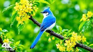 Thumbnail: 4K A Serene Forest Morning 🌿 Relaxing Birdsong for Calm, Focus & Peaceful Sleep 🕊️