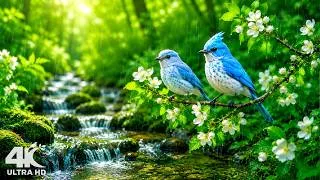 Thumbnail: 4K A Quiet Forest Filled with Birdsong 🍃 Relaxing Sounds for Sleep, Calm & Serenity 🌧️