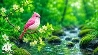 Thumbnail: Gentle Rainfall and Peaceful Birdsong 🌧️ Relaxing Sounds for Sleep & Calm 🍃