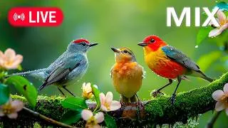 Thumbnail: Beautiful Bird Sounds & Relaxing Music | Peaceful Nature Sounds for Sleep