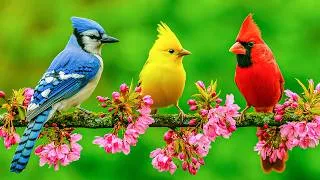 Thumbnail: ☀️ Relaxing Piano & Birdsongs | Flower Garden Morning with Calm Piano and Nature Birds
