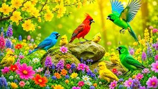 Thumbnail: 🌿 Relaxing Piano & Birdsongs | Misty Forest Morning with Gentle Piano and Sweet Birdsong