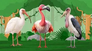 Thumbnail: 50 Cute Animal Sounds 🐱🐶🐰 | Flamingo, Stork, Pelican, Pigeon, Gooose & Panda Sounds