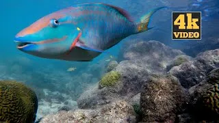 Thumbnail: Relaxing 4K Underwater Caribbean Sea Life in Curacao / Caribbean Ocean Aquarium Ambience  Soundscape