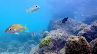 Thumbnail: Real Underwater Aquarium Ambience in the Ocean of Curacao / Relaxing Wave Sounds & Beautiful Fish 🐠
