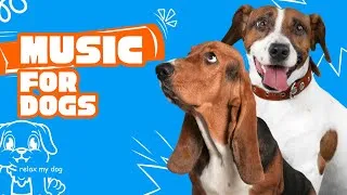 Thumbnail: Watch This Video to Relax Your Dog!