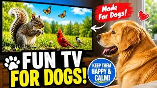 Thumbnail: Dogs LOVE This TV! 🐕 Fun, Exciting & Stimulating!