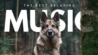 Thumbnail: The Most Relaxing Music Your Dog Will Hear