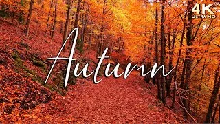 Thumbnail: 🍁 Enchanting Autumn Ambience 🍁 4K Fall Forest Scenery & Sounds ⎸ Relaxing Music 🍁 No AI