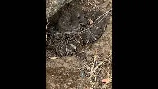 Thumbnail: Gotta watch your step round the lake!#fishing #catchandrelease #bass #snake #rattlesnake