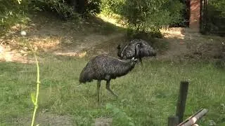 Thumbnail: Emù (Dromaius novaehollandiae) è il secondo uccello più grande al mondo dopo lo struzzo.