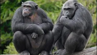 Thumbnail: Scimpanzé (Pan troglodytes) - Chimpanzee