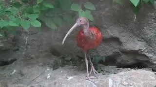 Thumbnail: Ibis scarlatto o ibis rosso (Eudocimus ruber)