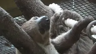 Thumbnail: Bradipo (Choloepus didactylus) 🦥 Sloth 🦥 Il bradipo è il mammifero più lento del mondo 