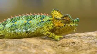 Thumbnail: Parson’s Chameleon: 10 Incredible Facts You Didn’t Know!