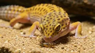 Thumbnail: Watch This Gecko Devour Dinner in Seconds!