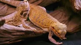Thumbnail: Sick? Your Bearded Dragon Might Have Caused It!