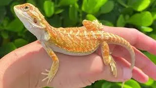 Thumbnail: Reasons Why Bearded Dragons Might Not Be Ideal For You