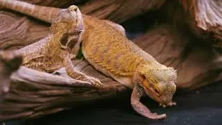 Thumbnail: Bearded Dragons Need This Diet
