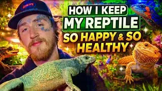 Thumbnail: How I Keep My Reptiles So Healthy (They THRIVE, Not Just Survive)