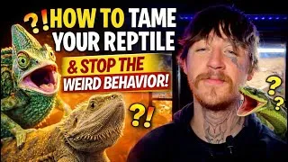 Thumbnail: How to Tame Your Reptile (And Stop the Weird Behavior)