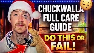 Thumbnail: Chuckwalla Full Care Guide 🦎 | Honest Setup, Diet & What No One Tells You