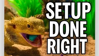 Thumbnail: Bearded Dragon Enclosure Setup – What Actually Matters